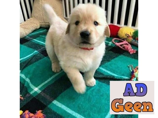 used Golden Retriever pure breed 9394723663 for sale 